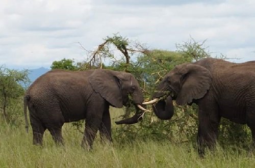 1-day-safari-to-tarangire-national-park (1)