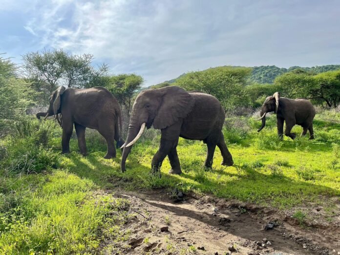 Best 3 days Tanzania Safari - Tarangire, Ngorongoro & Lake Eyasi 2026, 2027 & 2028 Best 3 days Tanzania Safari - Tarangire, Ngorongoro & Lake Eyasi 2026, 2027 & 2028