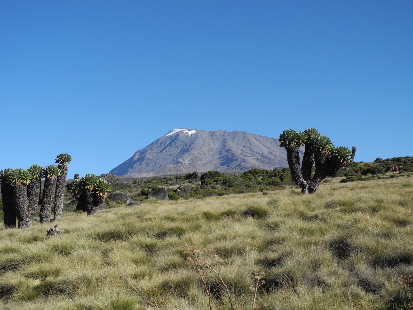 Best 8 days Kilimanjaro climbing via Lemosho Route 2026, 2027 & 2028