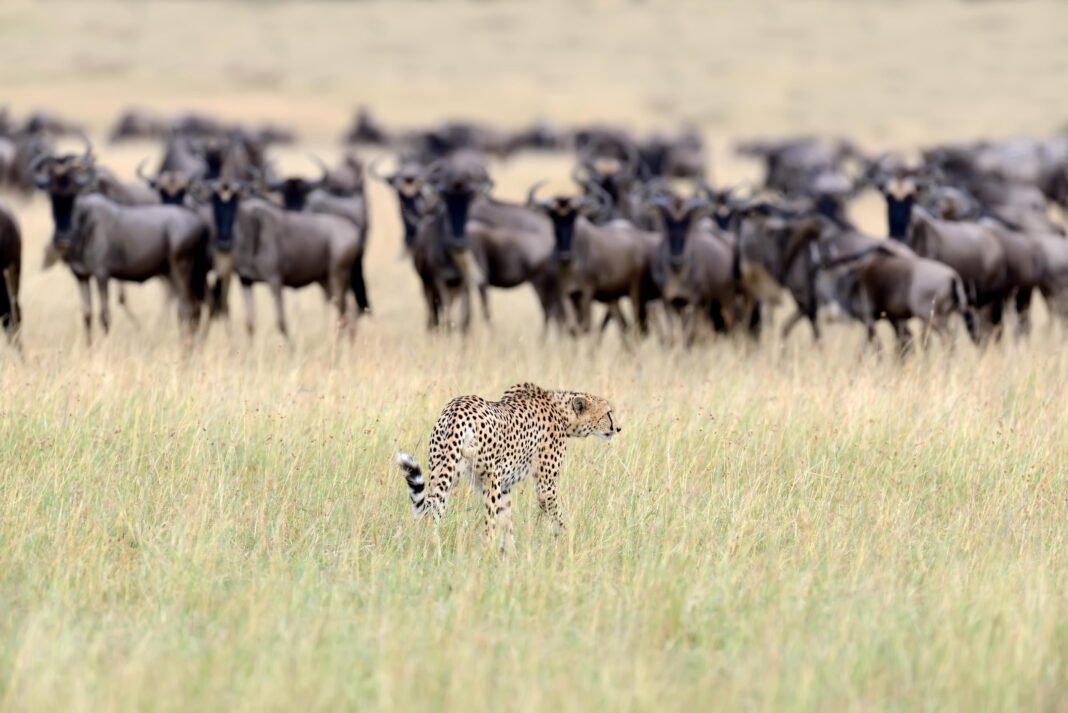 Best 4 Days Ndutu Migration Safari 2026, 2027 & 2028 Best 4 Days Ndutu Migration Safari 2026, 2027 & 2028