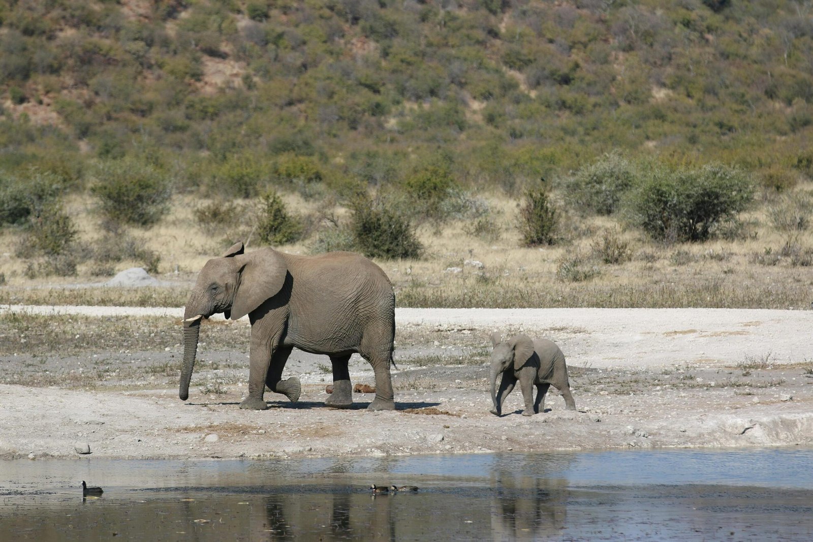 Unforgettable 5-Day Tanzania Safari to Tarangire, Ngorongoro & Serengeti 2026, 2027 & 2028