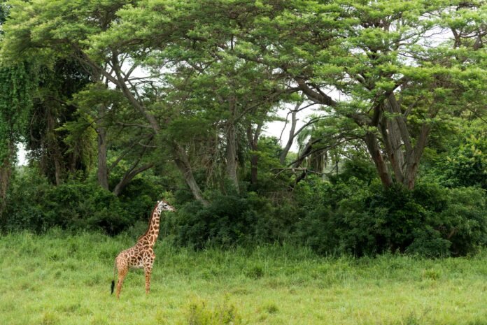 Best 3-day Tanzania safari to Tarangire, Ngorongoro, and Manyara 2026, 2027 & 2028 Best 3-day Tanzania safari to Tarangire, Ngorongoro, and Manyara 2026, 2027 & 2028