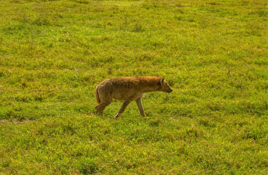 Unforgettable 5-Day Tanzania Safari to Tarangire, Ngorongoro & Serengeti 2026, 2027 & 2028 Unforgettable 5-Day Tanzania Safari to Tarangire, Ngorongoro & Serengeti 2026, 2027 & 2028