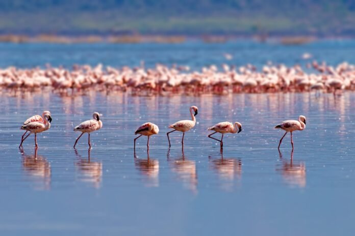 The Best Lake Manyara Day Trip Safari 2026, 2027 & 2028 The Best Lake Manyara Day Trip Safari 2026, 2027 & 2028