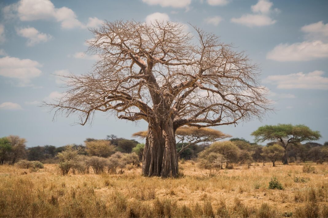 Best 2 days to Tarangire and Kilimanjaro 2026, 2027 & 2028 Best 2 days to Tarangire and Kilimanjaro 2026, 2027 & 2028