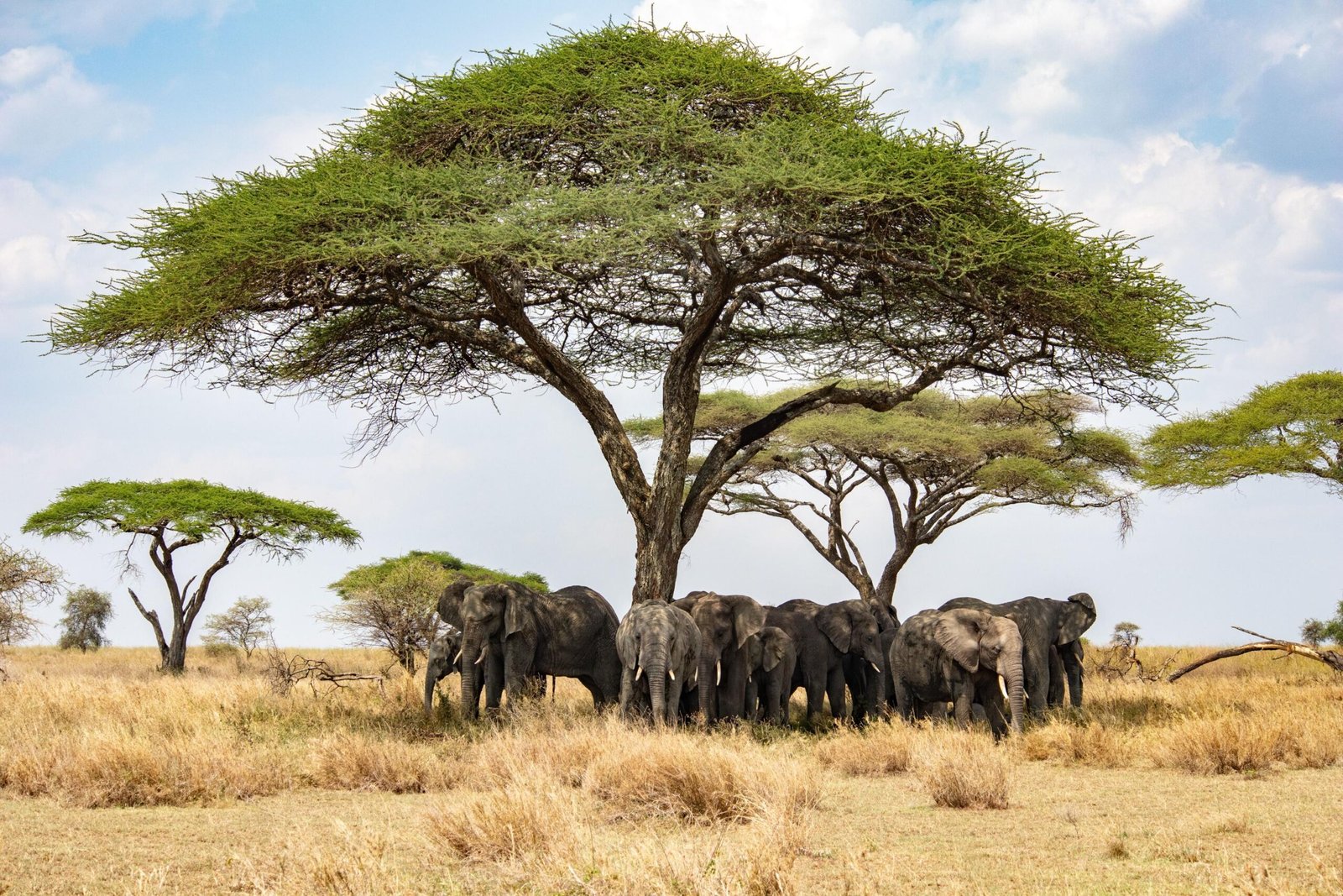 Best 4 Days Serengeti & Ngorongoro Safari 2026, 2027 & 2028