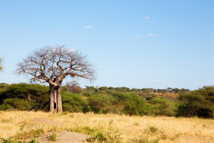 Best 3 days Serengeti and Ngorongoro Crater safari 2026, 2027 & 2028 Best 3 days Serengeti and Ngorongoro Crater safari 2026, 2027 & 2028