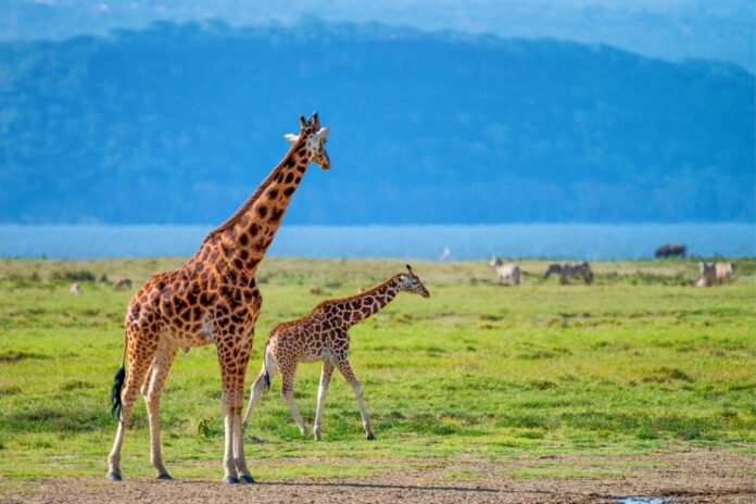 Top 5 days Tanzania safari: Tarangire, Serengeti, Ngorongoro & Manyara 2026, 2027 & 2028 Top 5 days Tanzania safari: Tarangire, Serengeti, Ngorongoro & Manyara 2026, 2027 & 2028