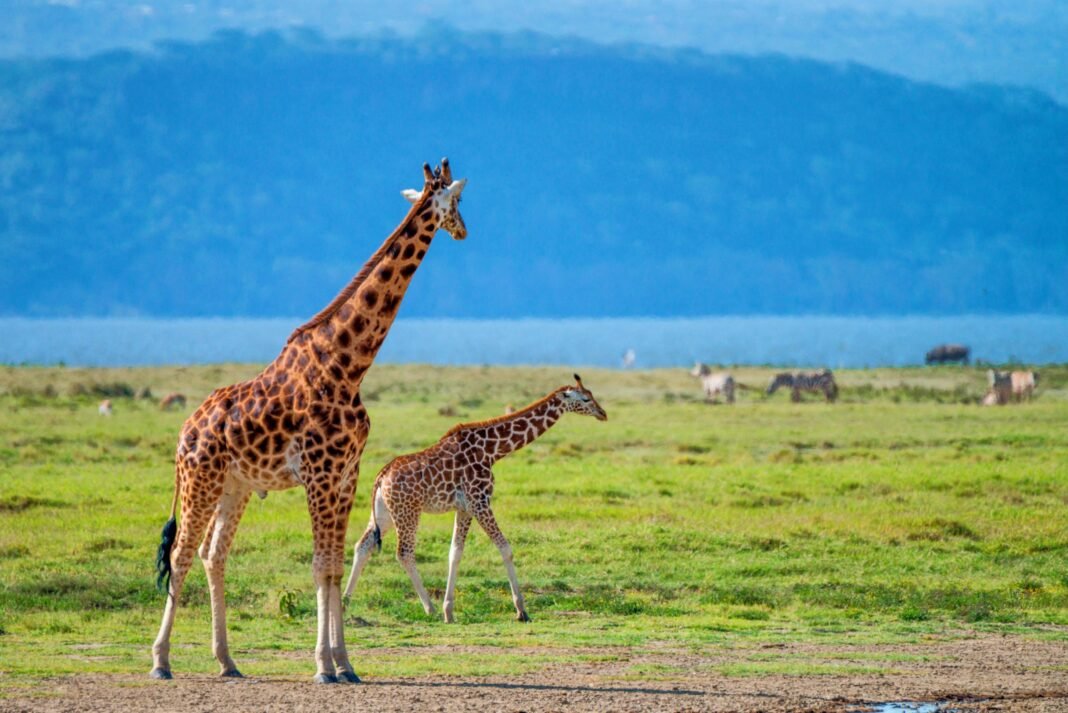 Best 4 Days Serengeti & Ngorongoro Safari 2026, 2027 & 2028 Best 4 Days Serengeti & Ngorongoro Safari 2026, 2027 & 2028