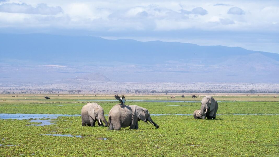 Best 4 Days Tarangire, Serengeti & Ngorongoro Safari 2026, 2027 & 2028 Best 4 Days Tarangire, Serengeti & Ngorongoro Safari 2026, 2027 & 2028