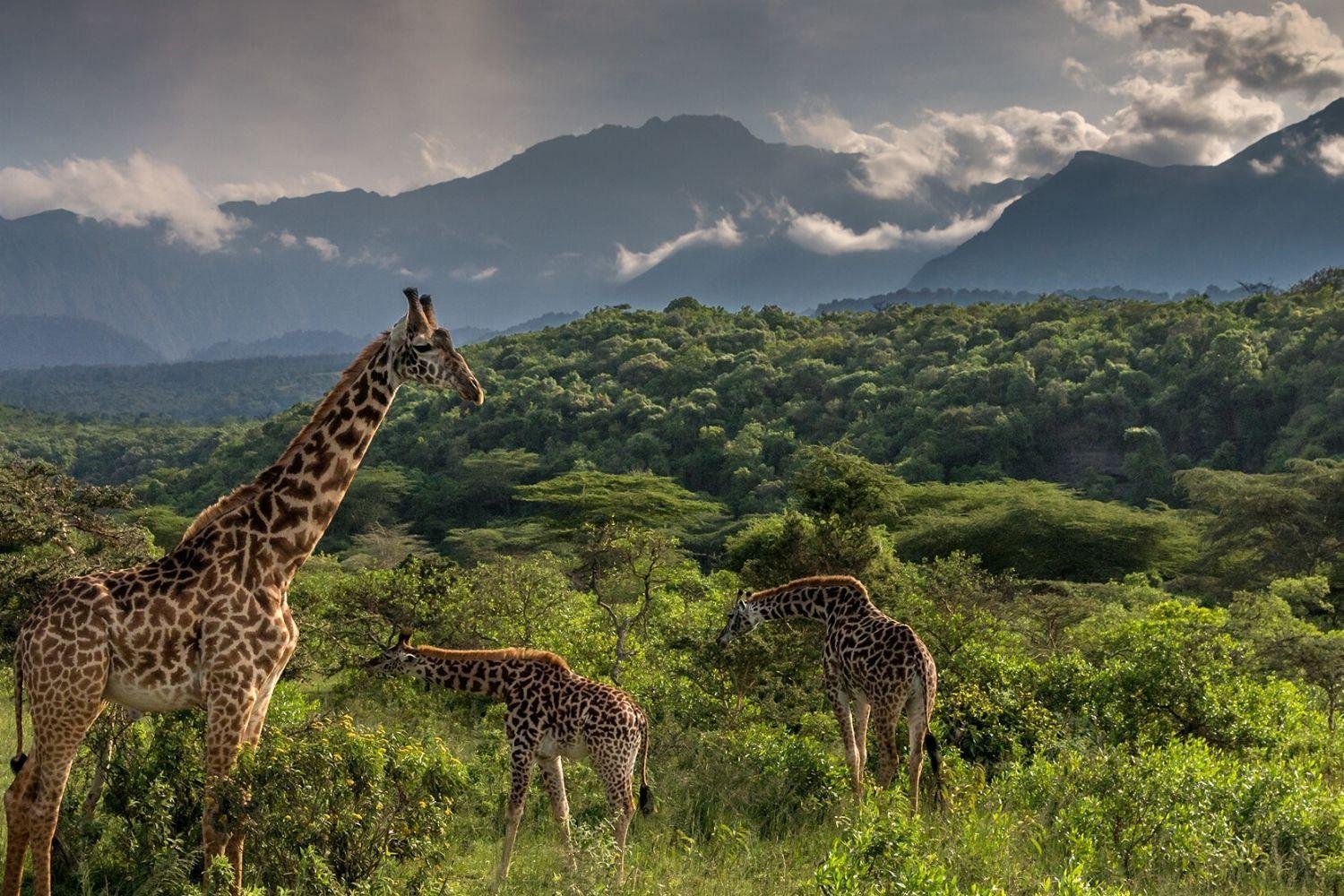 Best 3 days Tanzania Safari - Tarangire, Ngorongoro & Lake Eyasi 2026, 2027 & 2028