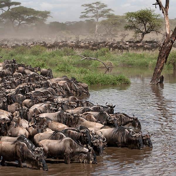 grumeti-game-reserve-great-migration-tanzania-small