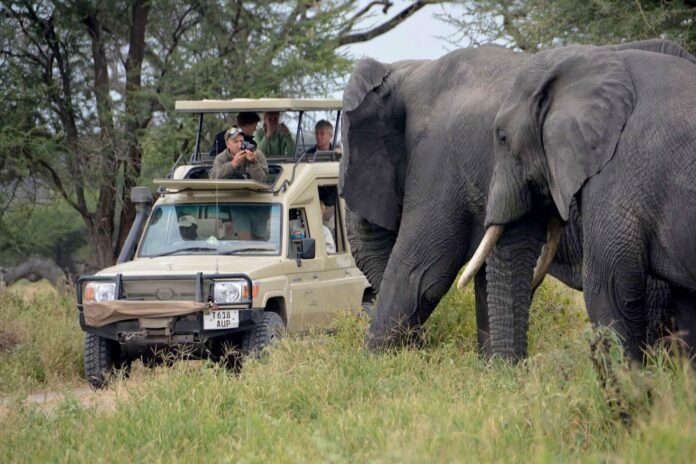tarangire-day-trip-safari-and-kilimanjaro-day-hike Best Tarangire day trip safari and kilimanjaro day hike tour