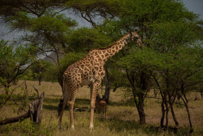 Best 3-Day Tarangire National Park & Ngorongoro Crater Small Group Safari 2026, 2027&2028 Best 3-Day Tarangire National Park & Ngorongoro Crater Small Group Safari 2026, 2027&2028