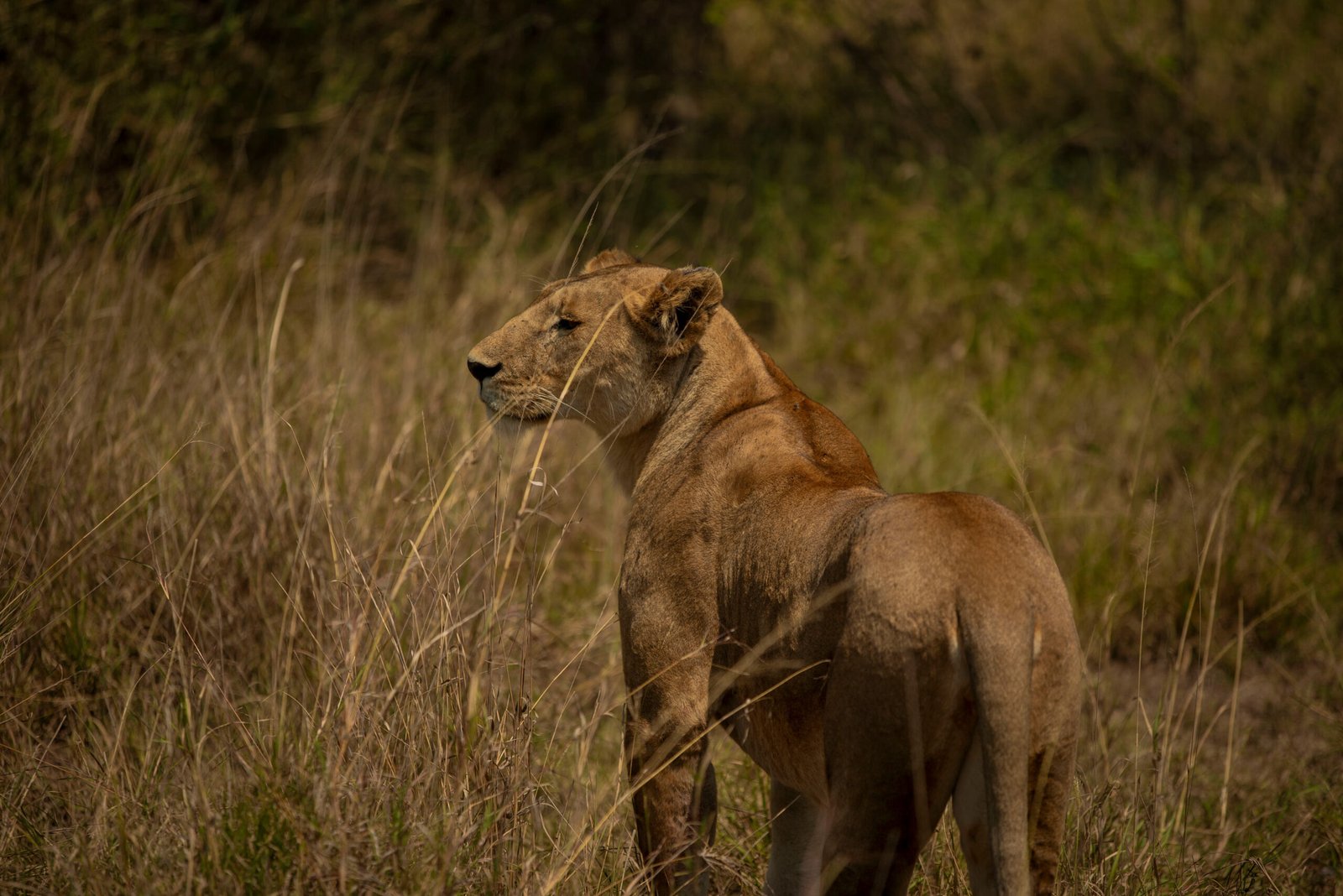 Best 3-Day Tarangire National Park & Ngorongoro Crater Small Group Safari 2026, 2027&2028