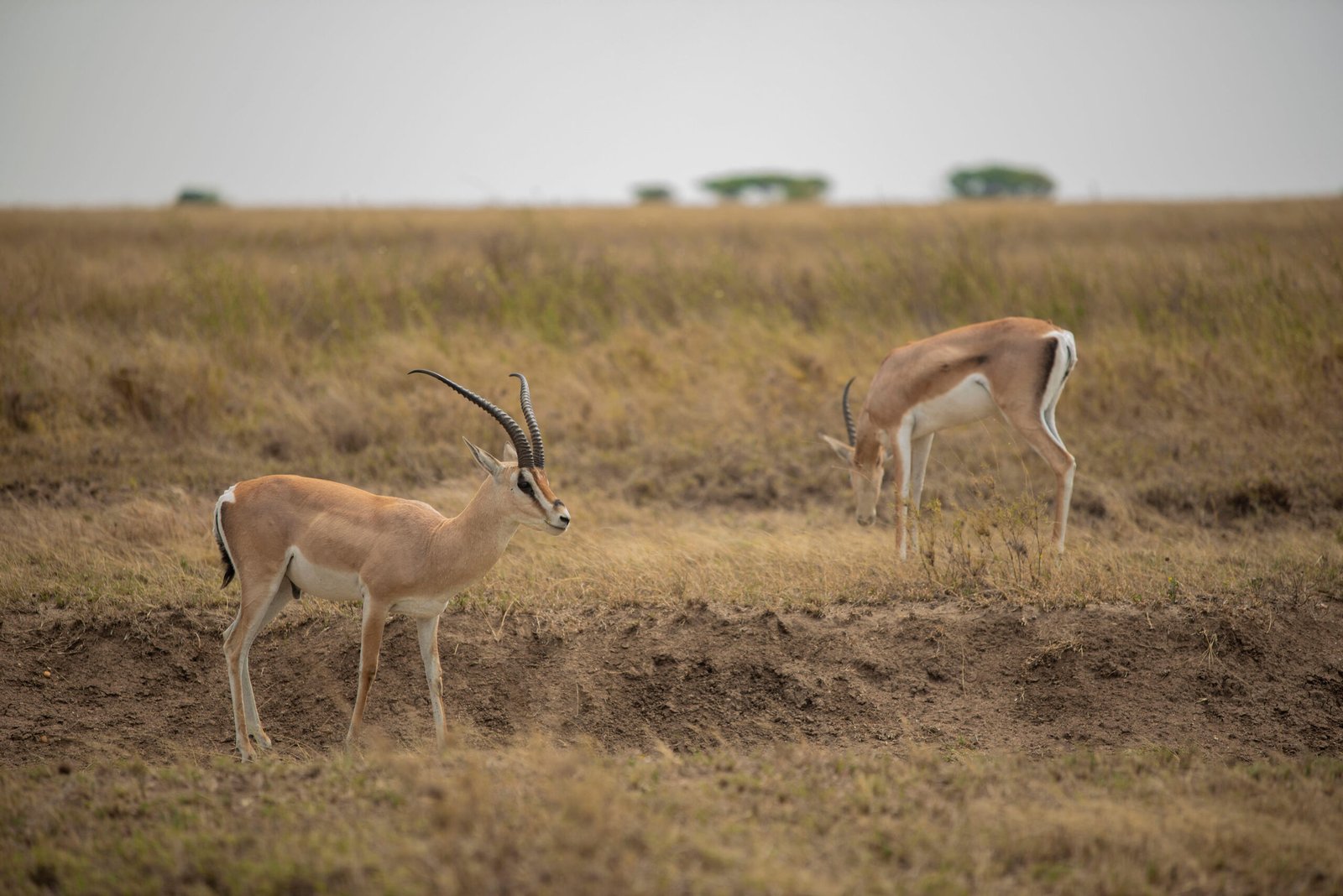 Best 6-Day Tanzania Wildlife Encounter Small Group Safari 2026, 2027 & 2028