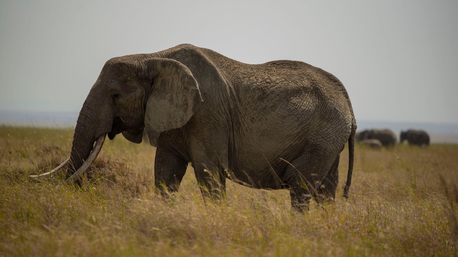 Best 6-Day Tanzania Wildlife Encounter Small Group Safari 2026, 2027 & 2028