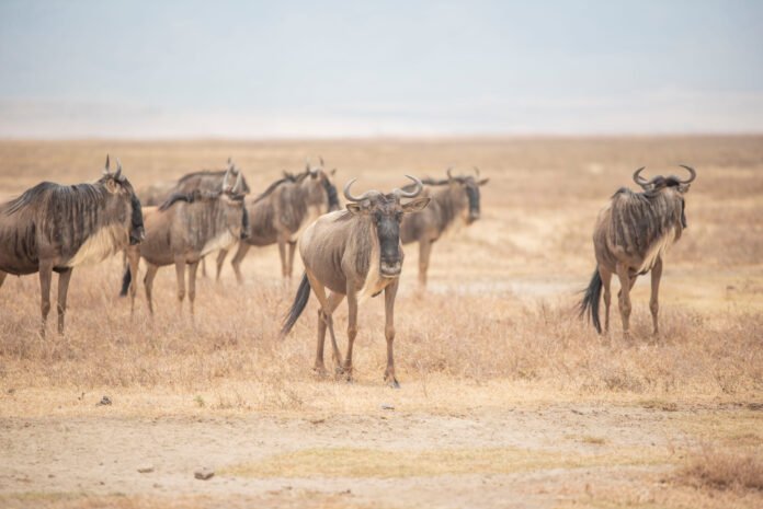 Best 8-Day Wildebeest Migrations Luxury Safari 2026, 2027 and 2028 Best 8-Day Wildebeest Migrations Luxury Safari 2026, 2027 and 2028