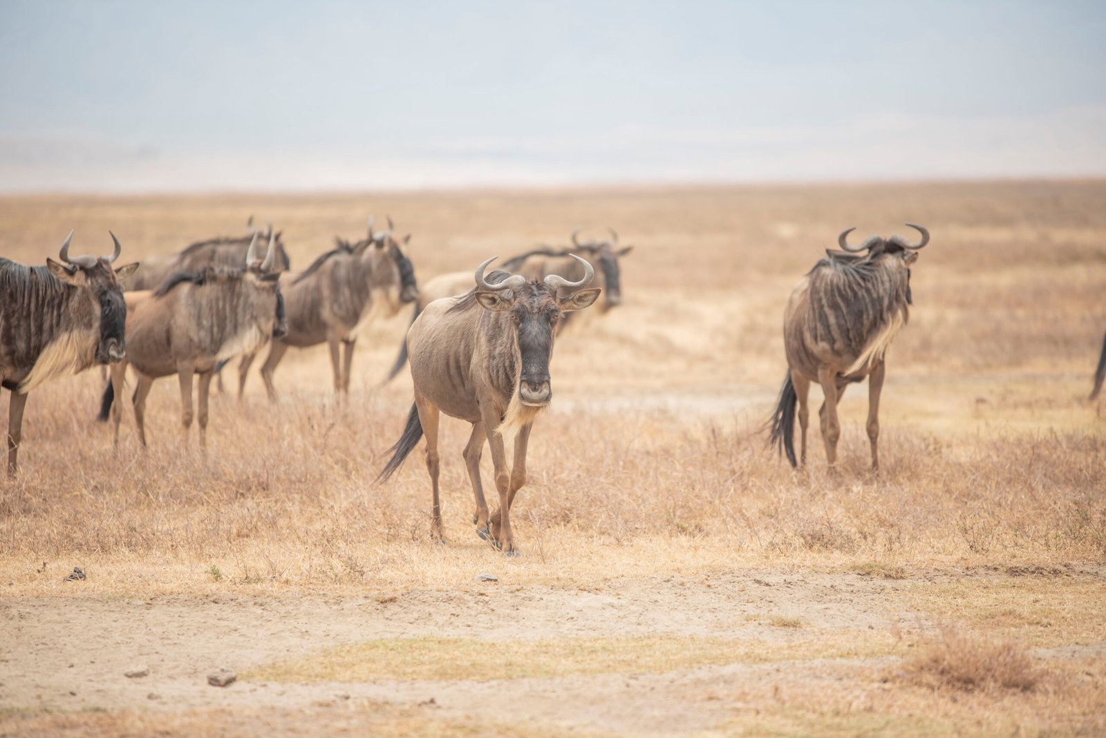 Best 8-Day Wildebeest Migrations Luxury Safari 2026, 2027 and 2028