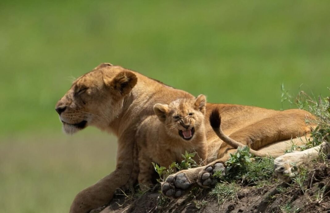 4-days-tanzania-classic-safari_rMfnK