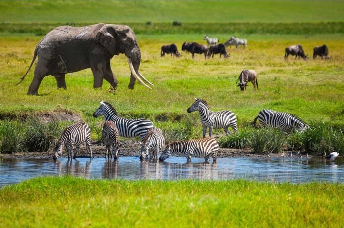 7-Days-Tanzania-Wildlife-Safari