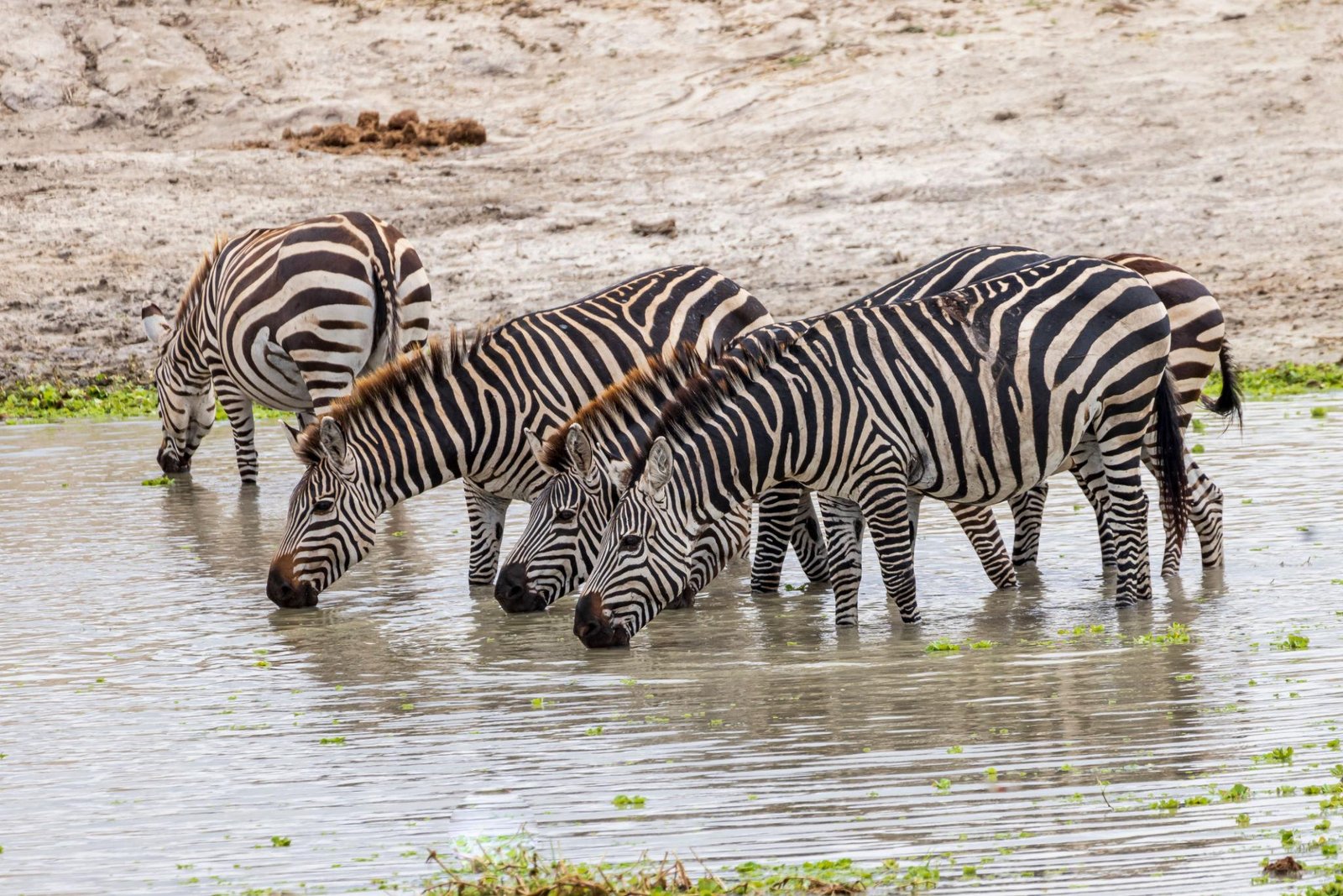 Best 6 Affordable Tanzania safari 2026, 2027 & 2028