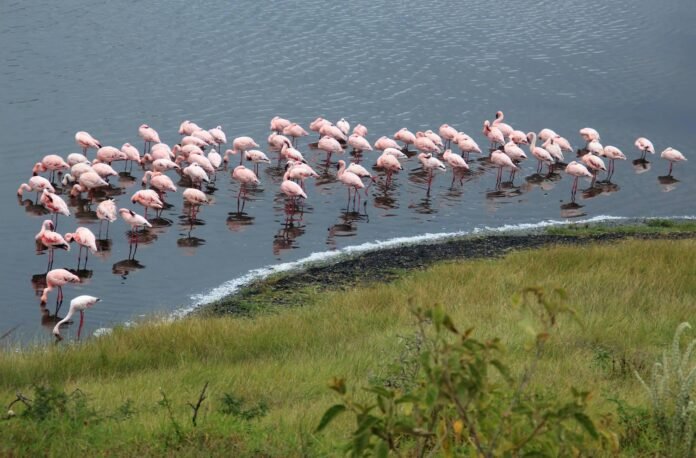 Best 6 Affordable Tanzania safari 2026, 2027 & 2028 Best 6 Affordable Tanzania safari 2026, 2027 & 2028