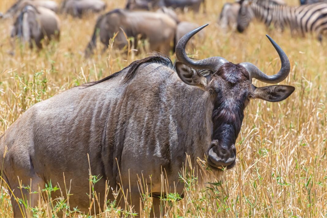 Best 9-Day Tanzania Wildebeest Migrations Luxury Safari 2026, 2027 & 2028 Best 9-Day Tanzania Wildebeest Migrations Luxury Safari 2026, 2027 & 2028