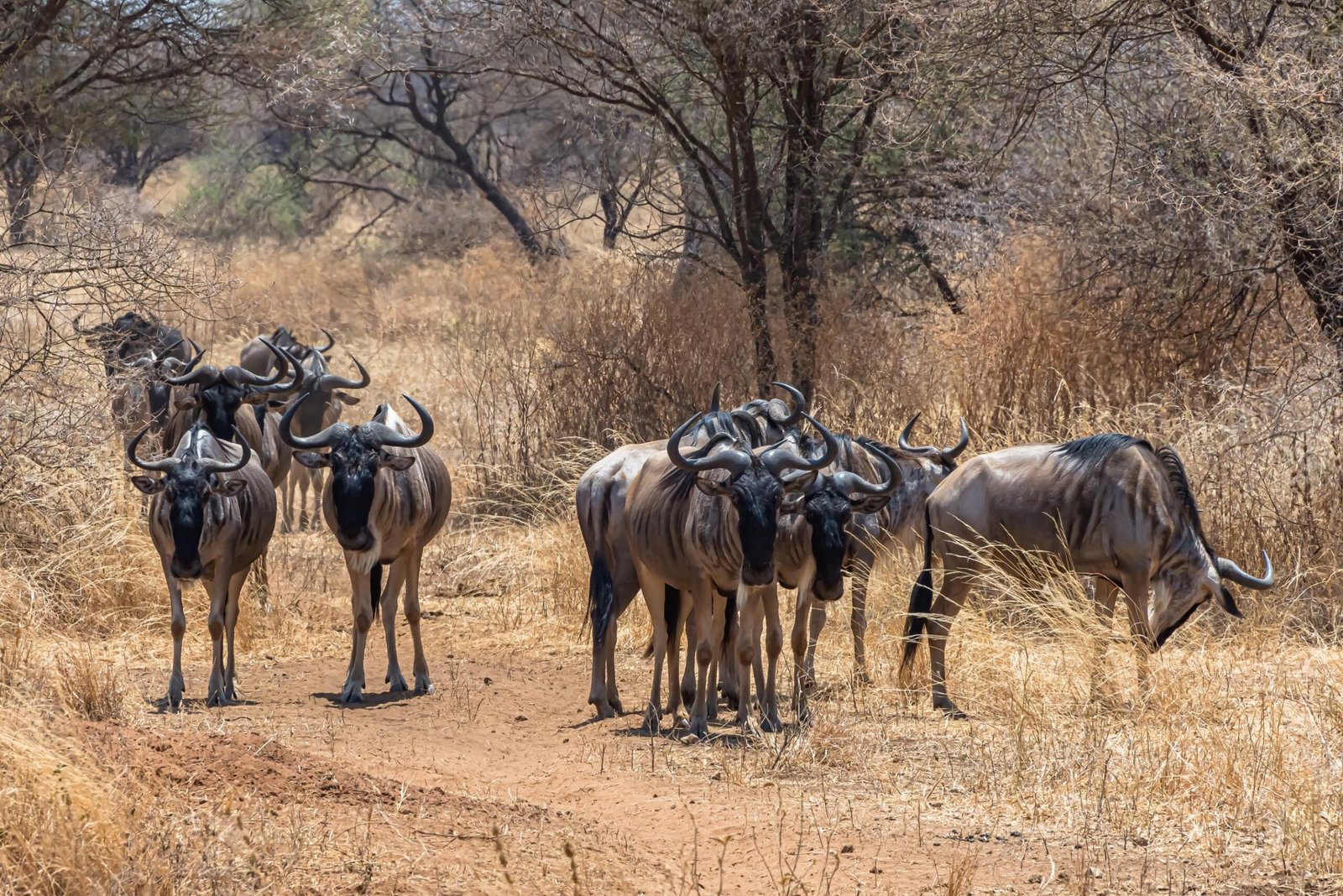Best 9-Day Tanzania Wildebeest Migrations Luxury Safari 2026, 2027 & 2028