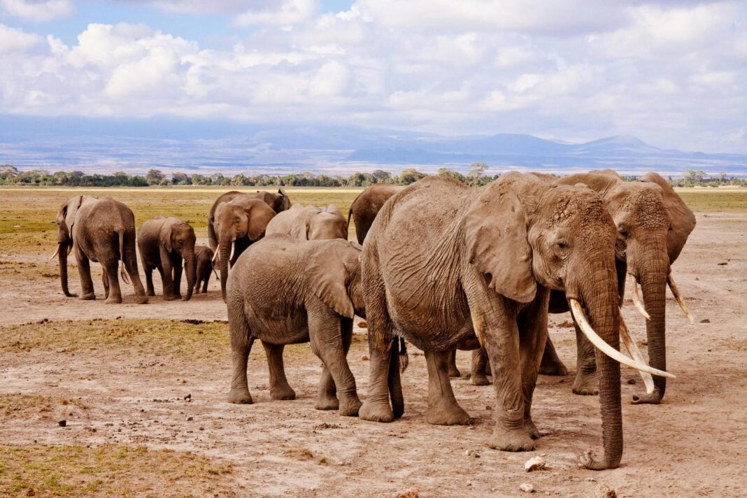 Best 7 Days Tanzania classic safari 2026, 2027 & 2028 Best 7 Days Tanzania classic safari 2026, 2027 & 2028