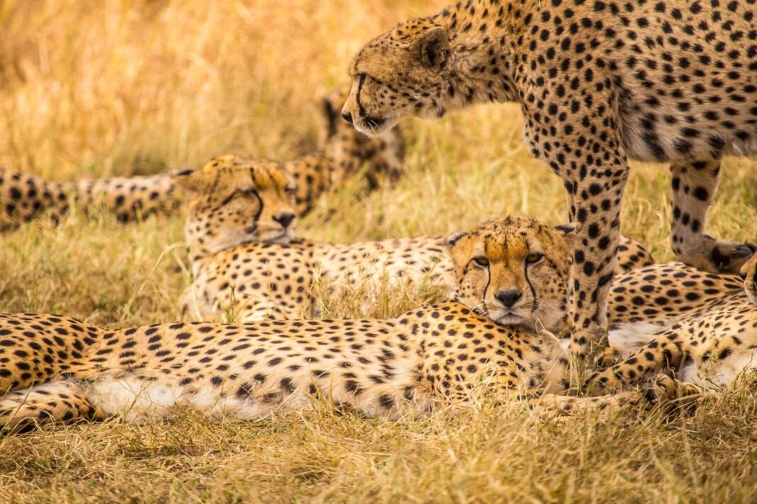 Best 7 Days unforgettable Tanzania safari 2026, 2027 & 2028 Best 7 Days unforgettable Tanzania safari 2026, 2027 & 2028
