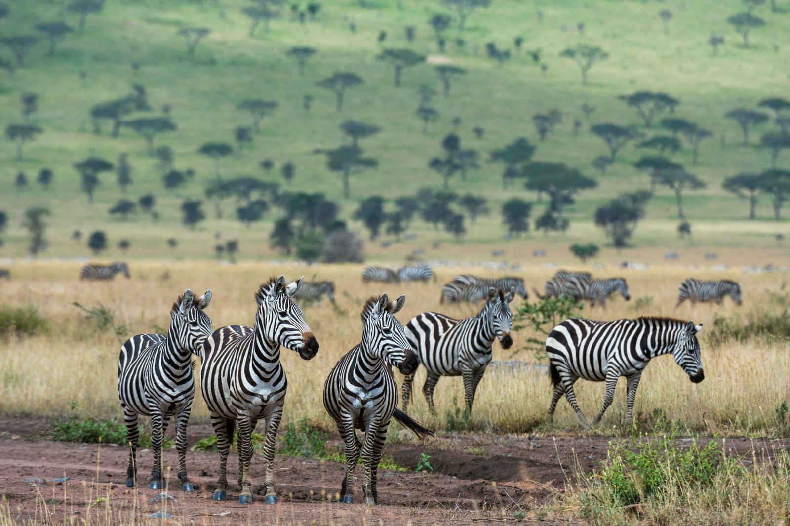 Best 6 Days Tanzania wildlife safari 2026, 2027 and 2028