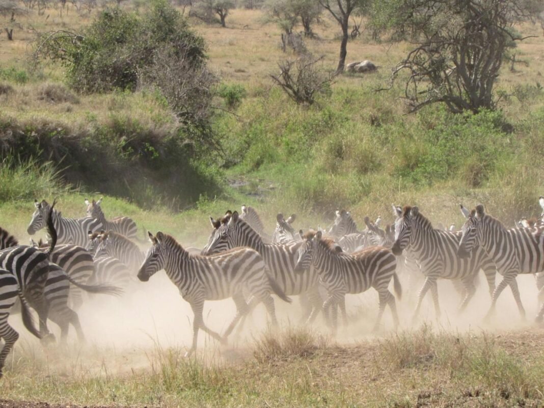 Best 5 Best luxury safari in Tanzania 2026, 2027 & 2028 Best 5 Best luxury safari in Tanzania 2026, 2027 & 2028