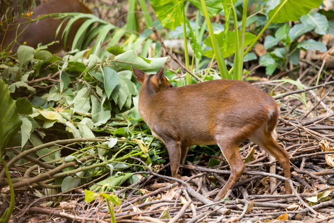 Best 8 Days Best Tanzania luxury safari 2026, 2027 & 2028 Best 8 Days Best Tanzania luxury safari 2026, 2027 & 2028