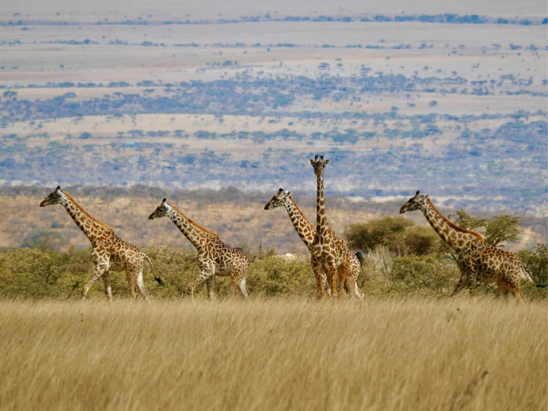 Best 5 Days Mikumi National Park & Nyerere National Park 2026, 2027 & 2028 Best 5 Days Mikumi National Park & Nyerere National Park 2026, 2027 & 2028