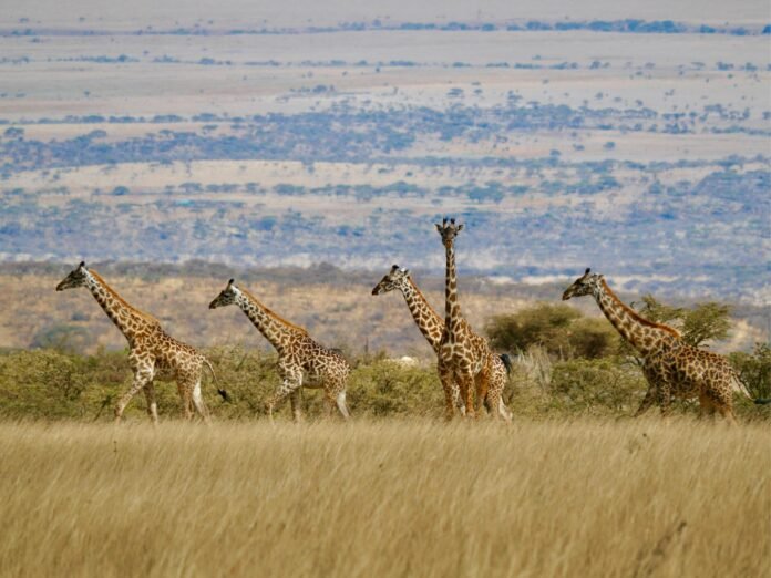 Best 5 Days Mikumi National Park & Nyerere National Park 2026, 2027 & 2028 Best 5 Days Mikumi National Park & Nyerere National Park 2026, 2027 & 2028