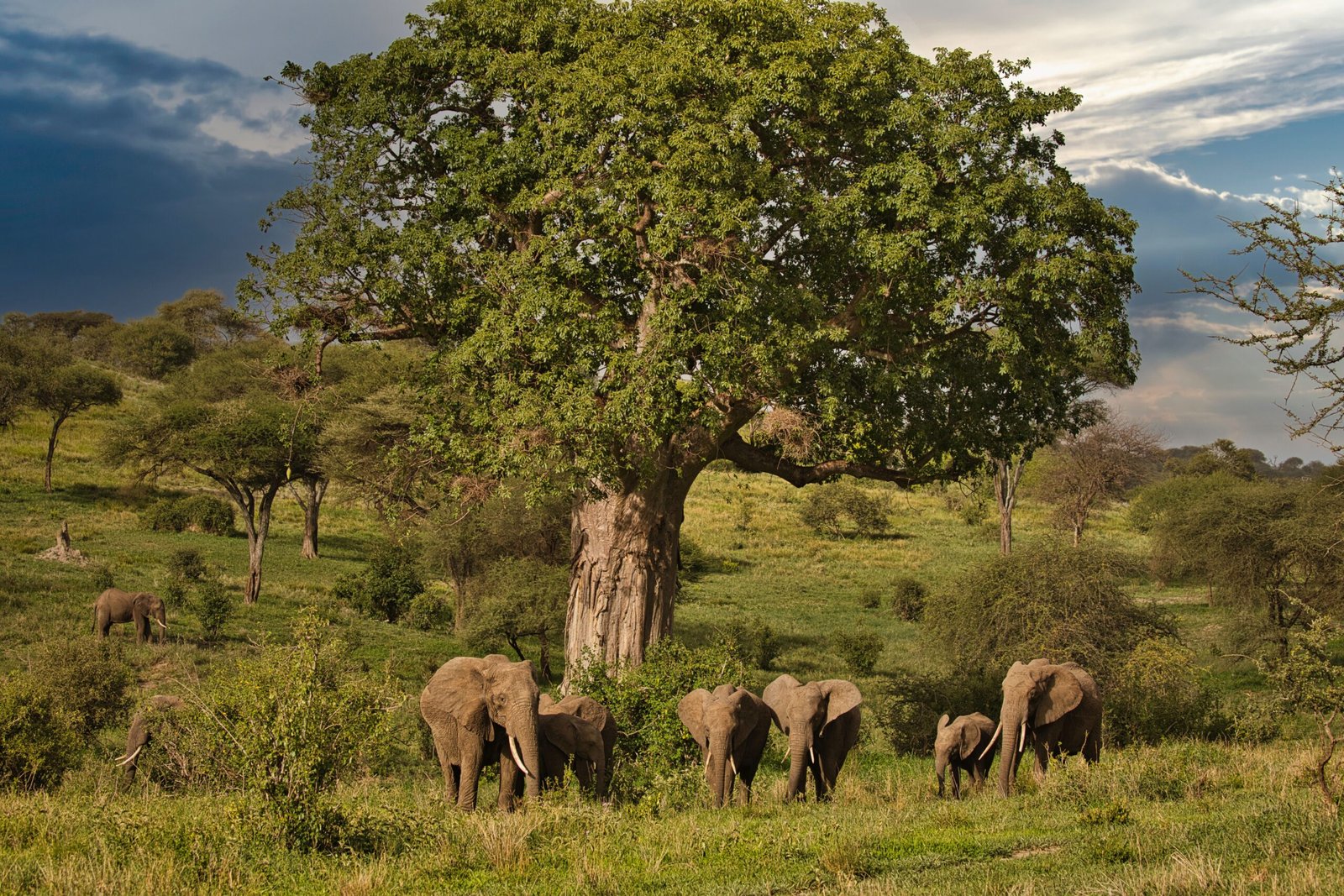 Best 8 Days Best Tanzania luxury safari 2026, 2027 & 2028