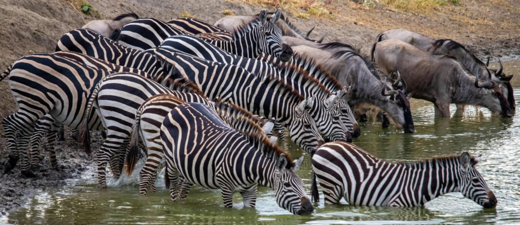 Best 7-Day Grumeti River Migration Luxury Safari 2026, 2027 and 2028 Best 7-Day Grumeti River Migration Luxury Safari 2026, 2027 and 2028