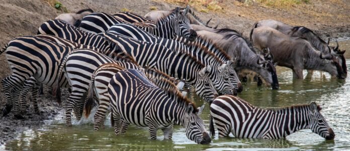 Best 7-Day Grumeti River Migration Luxury Safari 2026, 2027 and 2028 Best 7-Day Grumeti River Migration Luxury Safari 2026, 2027 and 2028