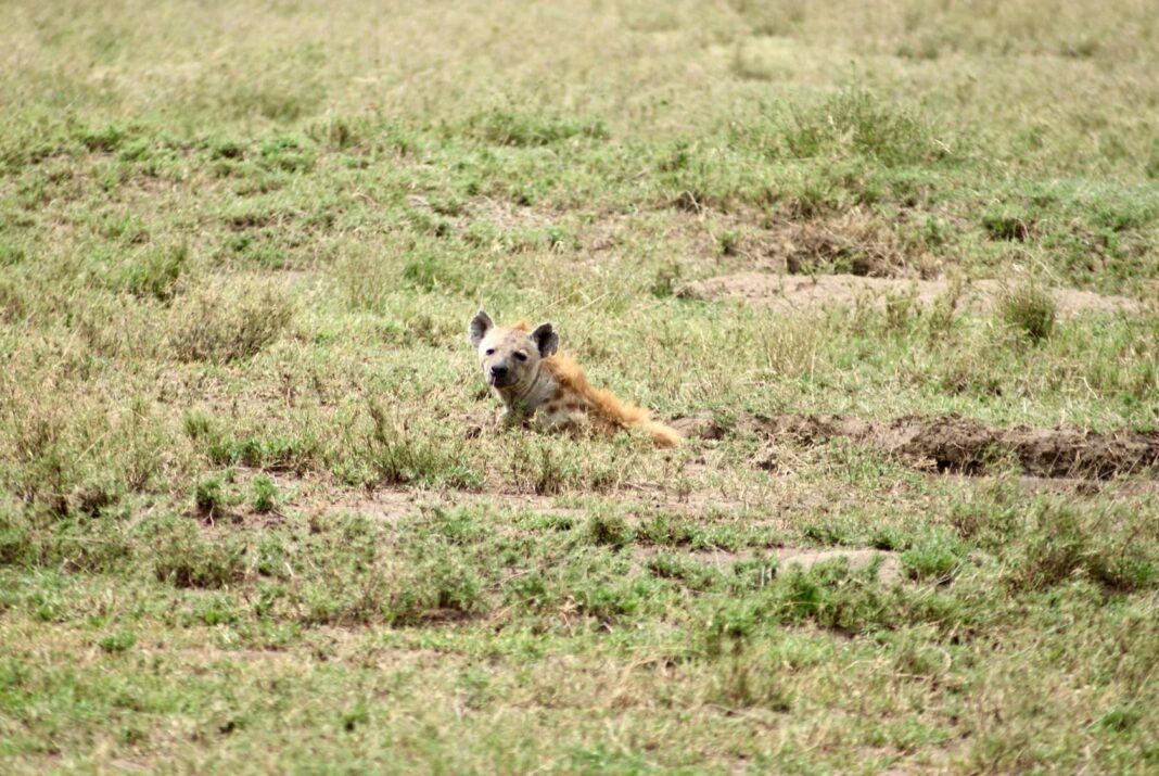 6 Days Nyerere, Mikumi & Udzungwa Mountains Safari 2026, 2027 & 2028 6 Days Nyerere, Mikumi & Udzungwa Mountains Safari 2026, 2027 & 2028