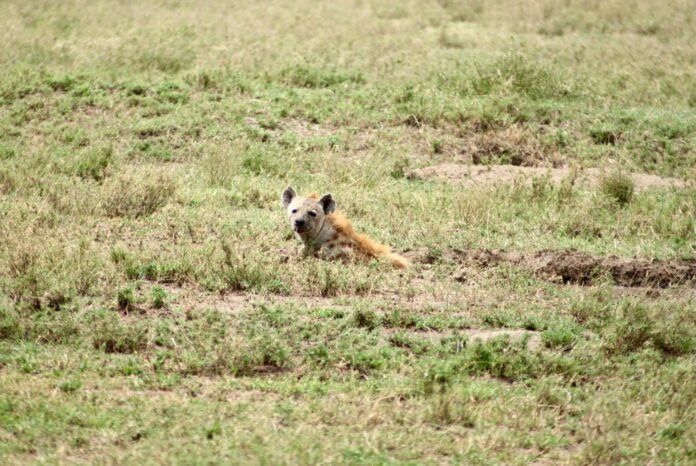 6 Days Nyerere, Mikumi & Udzungwa Mountains Safari 2026, 2027 & 2028 6 Days Nyerere, Mikumi & Udzungwa Mountains Safari 2026, 2027 & 2028