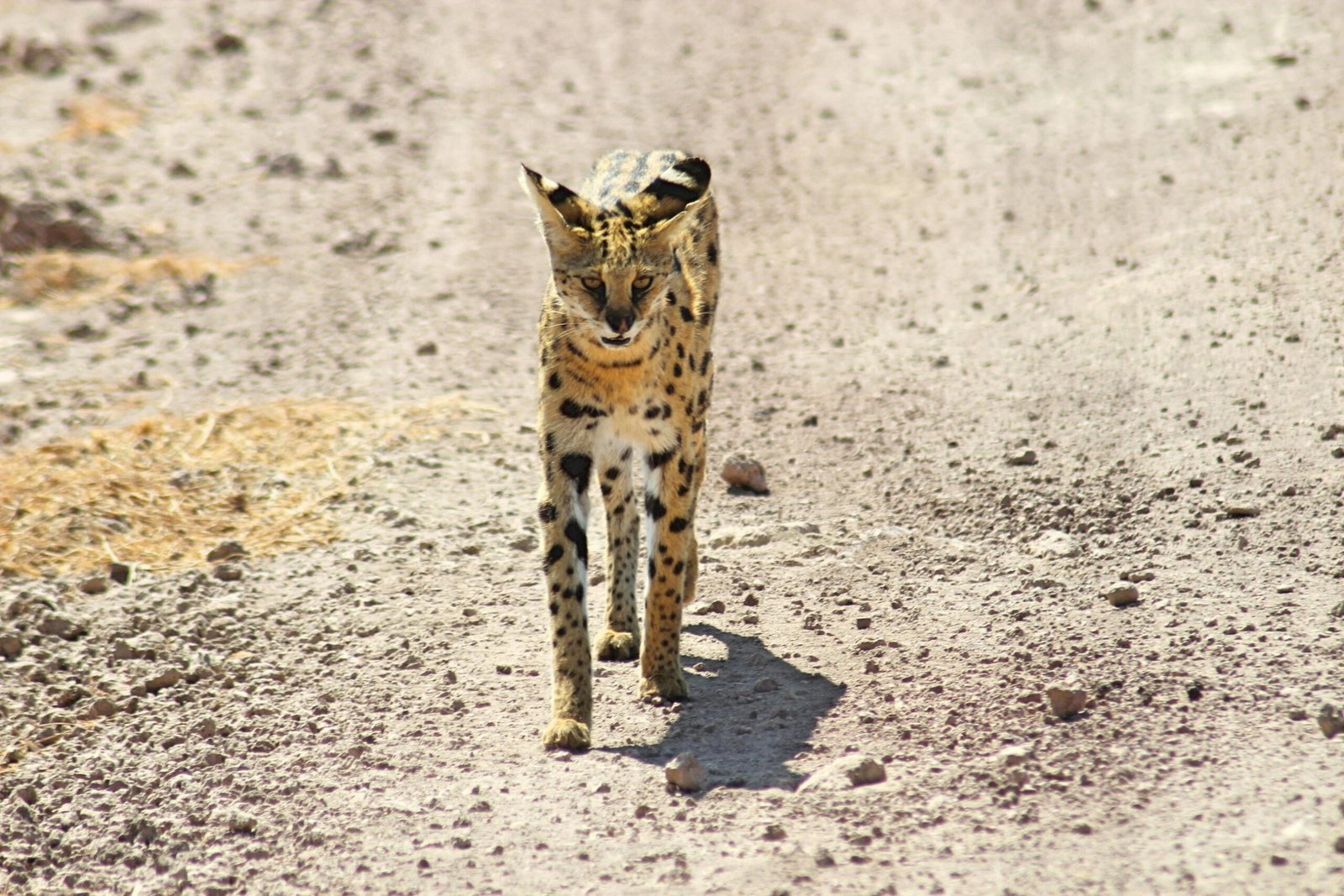 6 Days Nyerere, Mikumi & Udzungwa Mountains Safari 2026, 2027 & 2028