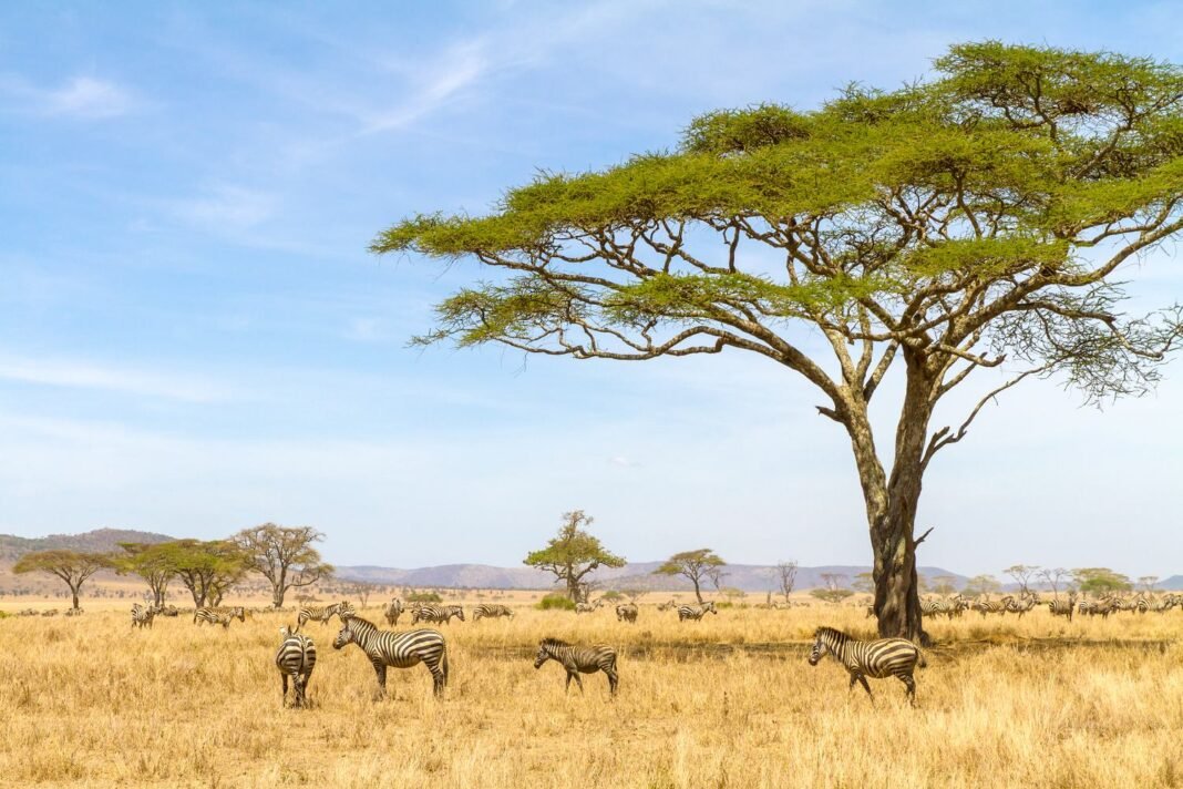 Best 6 Days Tanzania wildlife safari 2026, 2027 and 2028 Best 6 Days Tanzania wildlife safari 2026, 2027 and 2028