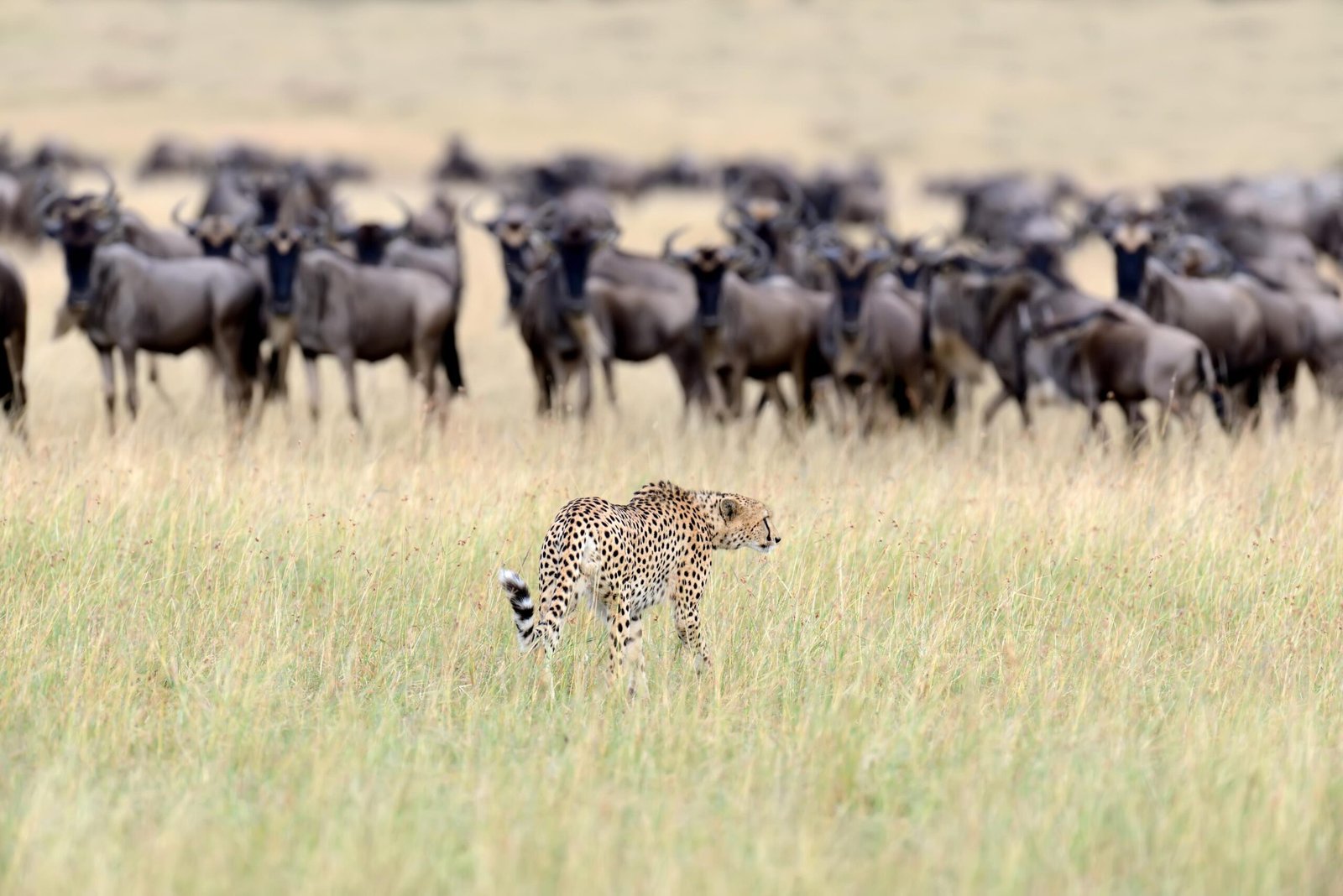 Best 7-Day Mara River Migration Luxury Safari 2026, 2027 & 2028