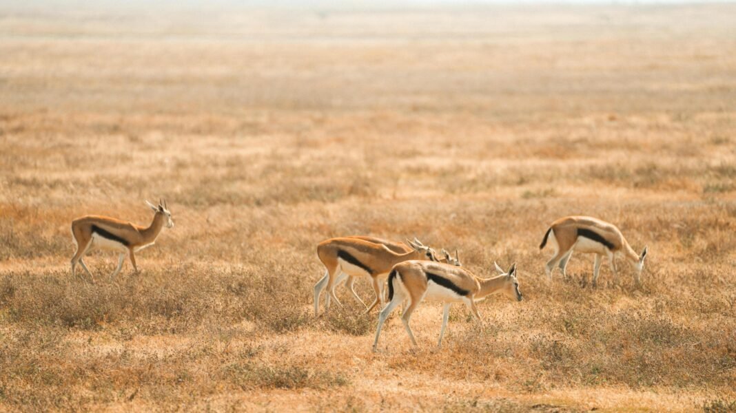 Best 7-Days best wildlife safari 2026, 2027 & 2028 Best 7-Days best wildlife safari 2026, 2027 & 2028