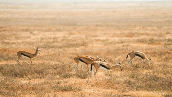 Best 7-Days best wildlife safari 2026, 2027 & 2028 Best 7-Days best wildlife safari 2026, 2027 & 2028