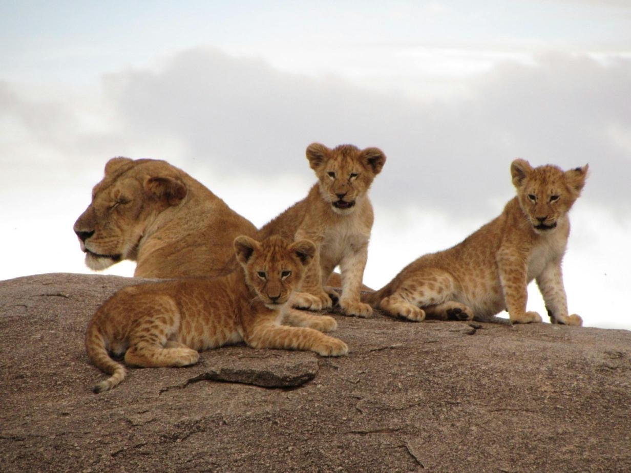Best 7-Days best wildlife safari 2026, 2027 & 2028