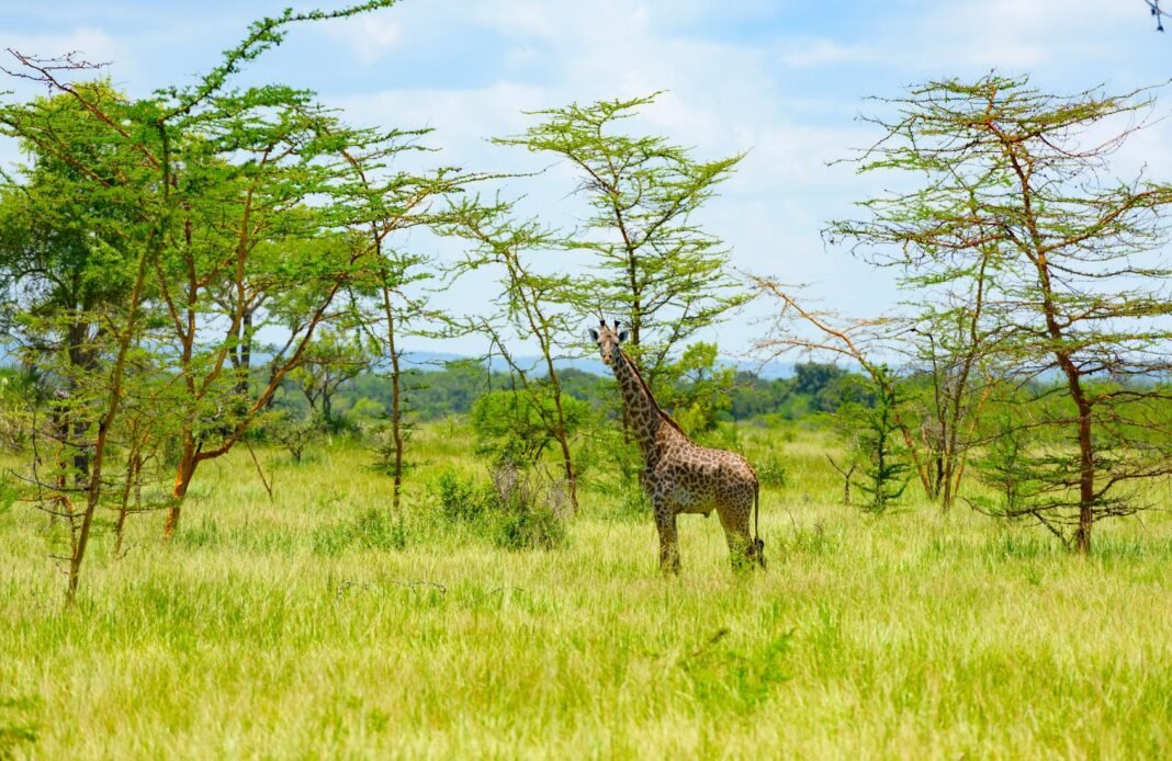 Best 9 Days Mikumi, Ruaha & Selous (Nyerere) Safari 2026, 2027 & 2028 Best 9 Days Mikumi, Ruaha & Selous (Nyerere) Safari 2026, 2027 & 2028