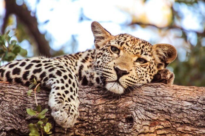 Best 5 Days budget Tanzania camping safari 2026, 2027 & 2028 Best 5 Days budget Tanzania camping safari 2026, 2027 & 2028