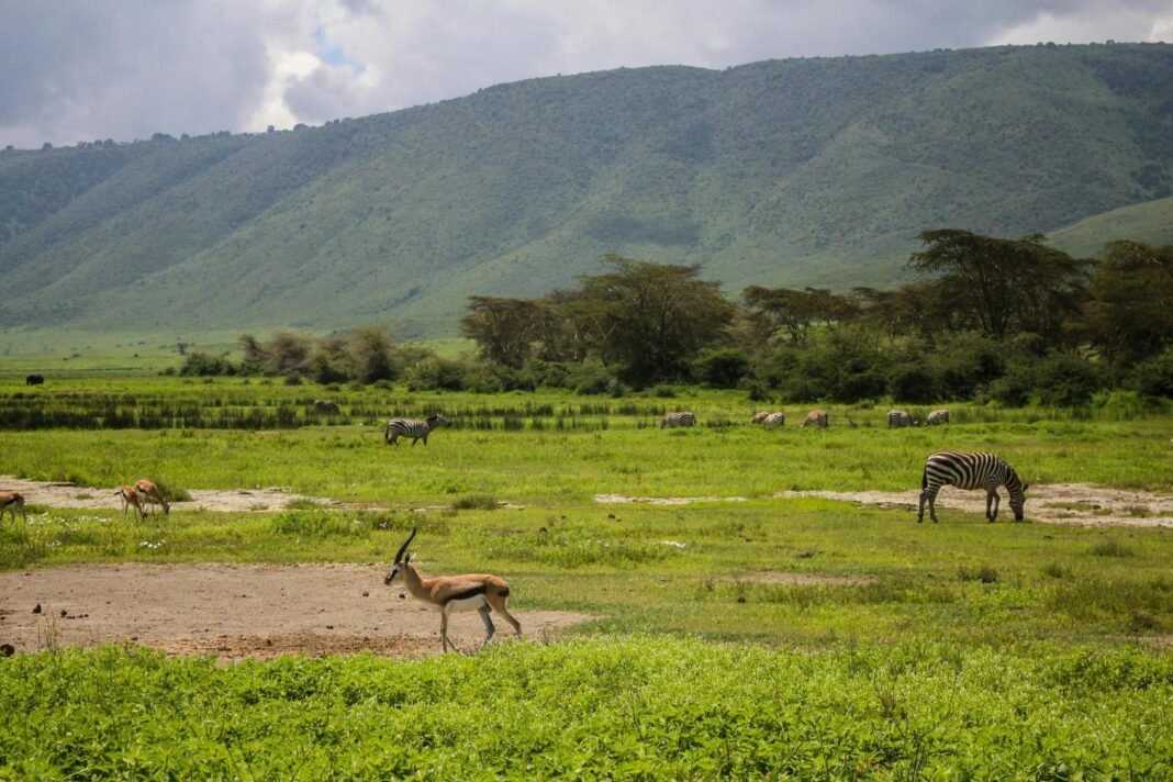 Best 7 Days Mikumi, Ruaha & Udzungwa Mountains Safari 2026 , 2027 & 2028 Best 7 Days Mikumi, Ruaha & Udzungwa Mountains Safari 2026 , 2027 & 2028